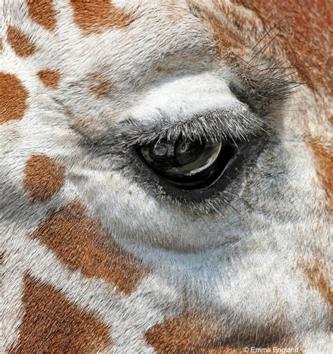 giraffe eye emma england nature photography