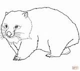 Wombat Coloring Pages Printable Color Supercoloring Drawing Crafts Dot Categories sketch template