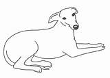 Whippet Clipart Greyhound Clip Outline Dog Line Template Italian Digital Coloring Drawings Cliparts Sketch Greyhounds Pages Library Elegant Thewhippet Head sketch template
