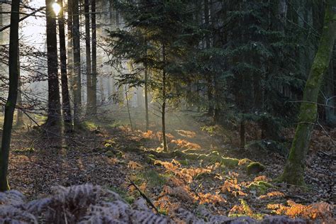 dsc sonnenschein im wald sunshine   forest flickr