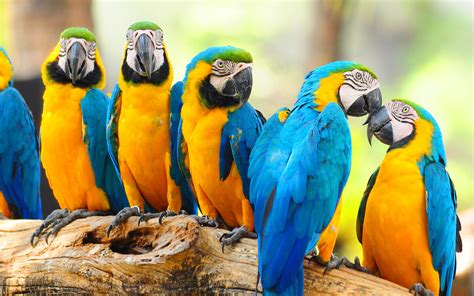 lovely macaw parrot wallpaper