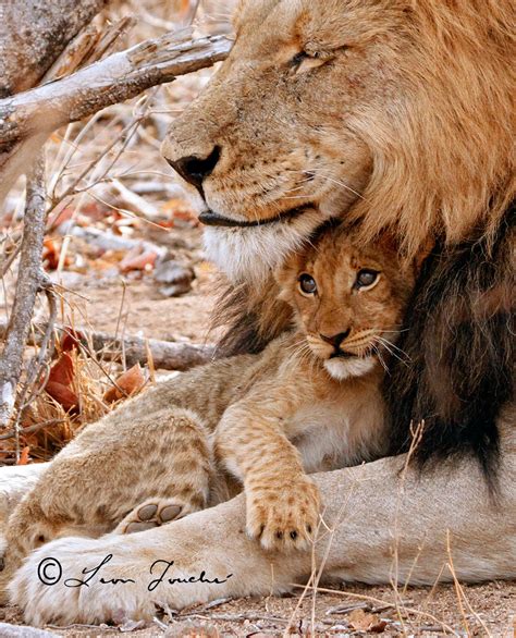 lion  cub