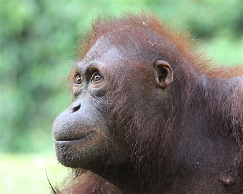 Chikita Finds Her Freedom Orangutan Appeal