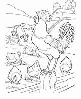 Coloring Farm Pages Rooster Animals Hens Animal Chicken Sheets Choose Board Kids sketch template