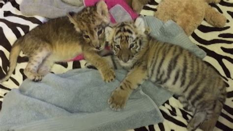 Lion And Tiger Cub Being Raised Together In New Jersey