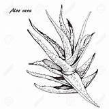 Aloe Vera Botanical Beneficios Royalty Skica Getdrawings Andreeva Marina sketch template