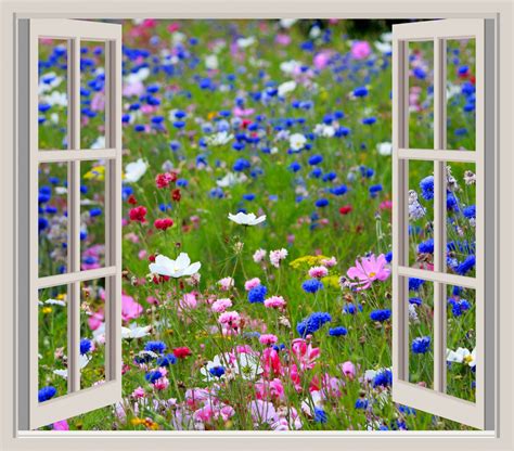 wild flowers window frame view  stock photo public domain pictures