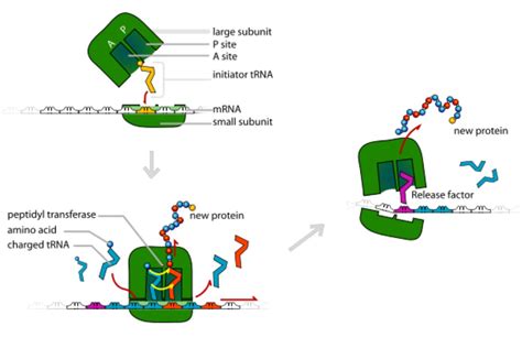 translation making protein synthesis