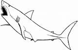 Coloring Pages Shark Great Hungry Sharks Nurse Printable Baby Animals Drawing Colouring Marine Animal Color Nonsensical Colorings Clipart Getdrawings Clipartbest sketch template