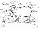 Lamb Realistic Coloring Pages Sheep Template sketch template