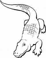 Alligator Coloring Printable Pages Print Color sketch template