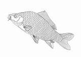 Karpfen Malvorlage Fische Fisch Ausmalbilder sketch template