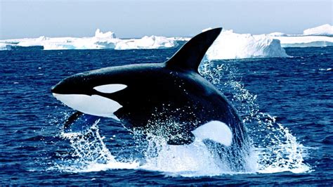 orca whale wallpapers wallpaper cave