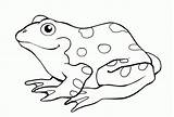 Rana Frogs sketch template