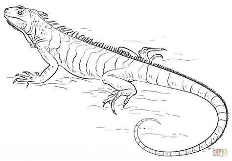 iguana coloring page  printable coloring pages