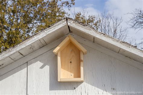 barn swallows    swarming  hive paul roedding photography