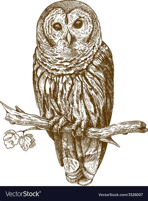 engraving owl royalty  vector image vectorstock