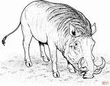 Pig Warthog Javali Colorir Warzenschwein Wildschwein African Ausmalbilder Ausmalbild Mamba Hog Comendo Facocero Porco Supercoloring Africano Afrikanisches Selvagem Adults Encontrado sketch template