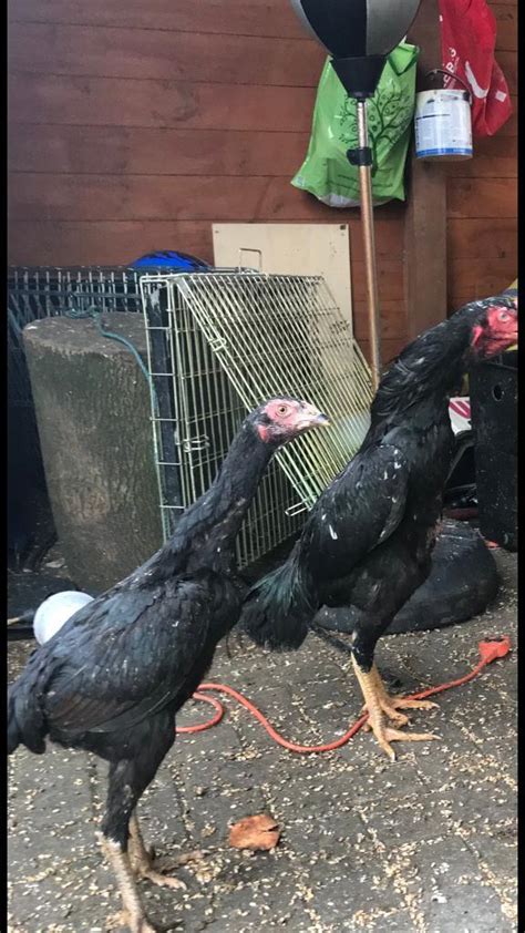 aseel asil chickens in bradford west yorkshire gumtree
