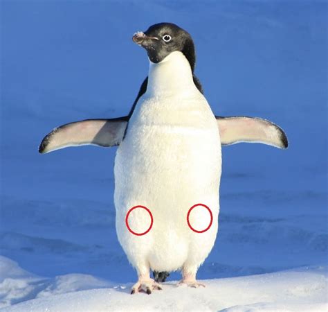 czy pingwiny maja kolana animalistka