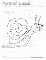 Snail Kindergarten Snails Cleverlearner Labelling Labeling Klasseværelse Beasts sketch template