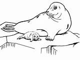 Antartica Foki Focas Kolorowanka Krze Lodu Antarctica Lion Artic Seals Antarctic Getdrawings Albanysinsanity sketch template