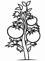 Tomato Plant Coloring Pages Drawing Tomatoes Clipart Printable Color Drawings Draw Kids Designs Recommended sketch template