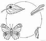 Mariposa Ciclo Metamorfosis Ciclos Mariposas Raupe Schmetterling Fases Monarca Cycle Abril Nimmersatt Poden Problema Casullo Distintas Imaxes Bolboretas Entre Ciencias sketch template