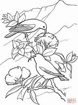 Coloring Bird Iiwi Pages Hawaiian Honeycreeper Printable Color Version Click Birds Hawaii Clipart Compatible Tablets Ipad Android Categories sketch template