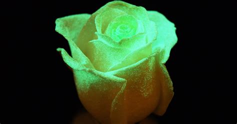 1 800 Flowers Debuts Roses That Glow In The Dark Teen Vogue