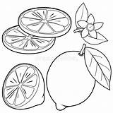 Pagina Sliced Limone Colorear Colorante Intere Frutta Foglie Fette Libro Ape Colorironline sketch template