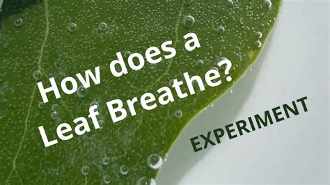 leaf breathe photosynthesis respiration youtube