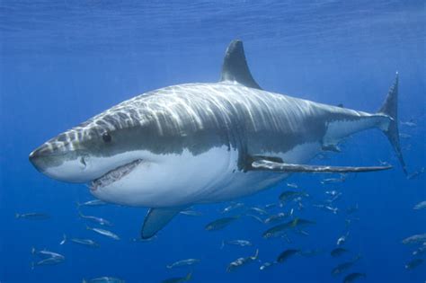 great white shark pictures  images  great white sharks