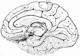 Brain Areas Anatomical Brodmann 1991 Medial sketch template
