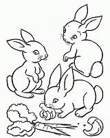 Conejo Zanahoria Conejos Comiendo Drawing Pintarcolorear Siluetas Buscando Enanos sketch template