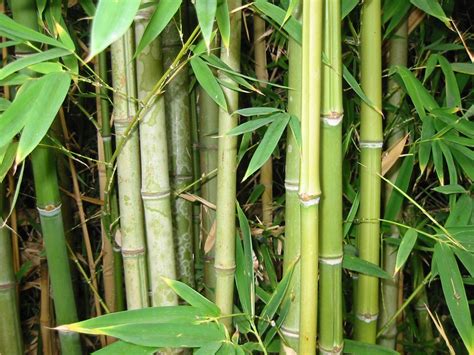 bamboo plants varieties  arent invasive fastgrowingtreescom