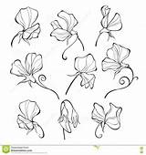 Sweet Pea Peas Flower Tattoo Vector Illustration Floral Flowers Set Drawing Outline Stock Drawings Sweetpea Designs Plant Nine Line Natural sketch template