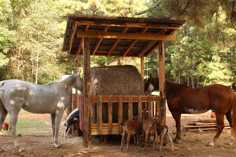 bale hay feeder  horse  goats   built