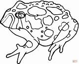 Toad Coloring Printable Pages Frog Color Kids Online Animal sketch template