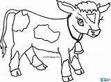 Calf Cow Wecoloringpage Calves Getdrawings sketch template