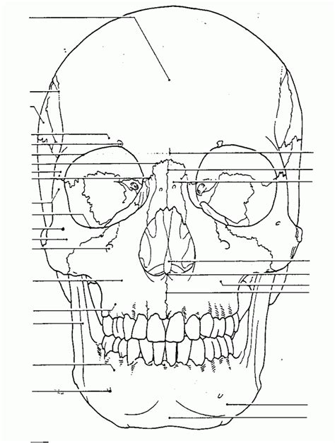 skull anatomy coloring pages coloringrocks star wars coloring book