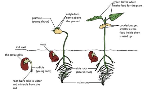 seed germination te kura horticulture
