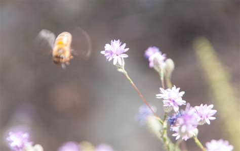 bee leaving  flower   yosemite national park flickr