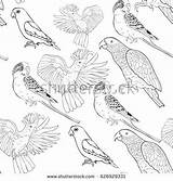 Kakadu Designlooter Parrot Lovebird Wavy sketch template