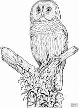 Coloring Owl Perched Barred Coloringbay sketch template
