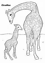 Coloring Baby Pages Giraffe Mother Giraffes Activity sketch template