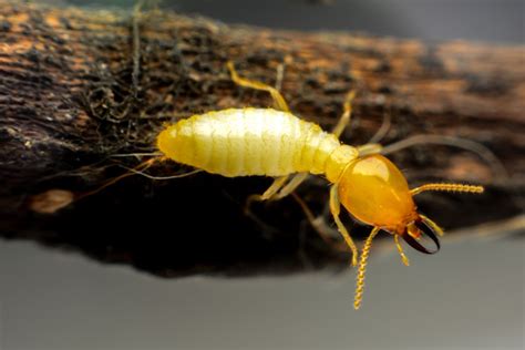 types  subterranean termites explained