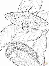 Moth Coloring Silk Designlooter Caterpillar Woolly Bear Book 1kb 300px sketch template