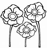 Coloring Poppies Remembrance Pages Template sketch template