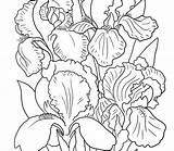 Iris Coloring Pages Quality High Getcolorings Getdrawings sketch template